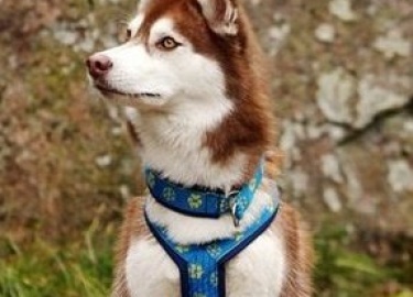 Есть много функций, которые зависят от здорового беспрепятственного потока через шею:
1. Движение передней ноги и чув...