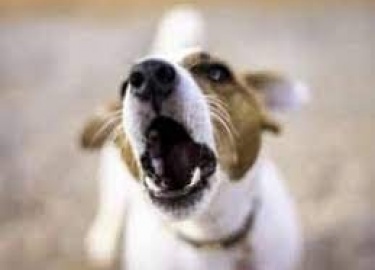 Условными раздражителями при выработке этого навыка являются команда &laquo;Голос!&raquo; и жест &mdash; покачивание ...