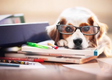 Брайан Хэйр, исследователь собаки, эволюционный антрополог, основатель Duke Canine Cognition Center, и Ванесса Вудс п...