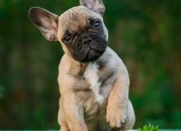 Мотивация&nbsp;&mdash; побуждение, основанное на какой-либо потребности, определяющее активность организма и ее напра...