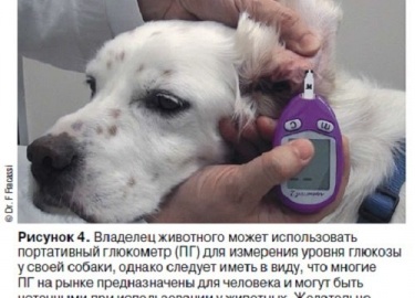 На сегодняшний день СД считается одним из наиболее распространенных видов эндокринопатии у собак, с приблизительной встречаемостью в популяции на у...