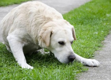 Панкреатит собак &ndash; это воспалительное заболевание поджелудочной железы, которое может иметь острое и хроническо...