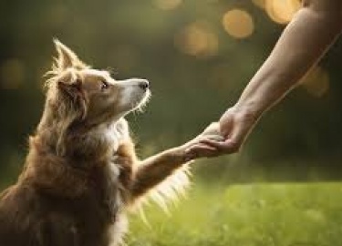 Когда мы рассматриваем дрессировку по схеме команда &ndash; воздействие &ndash;поведение &ndash; вознаграждение мы ве...