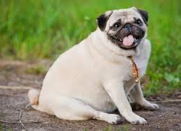 Ожирение&nbsp;&ndash; это большая проблема. В средствах массовой информации регулярно поднимается этот вопрос, так ка...