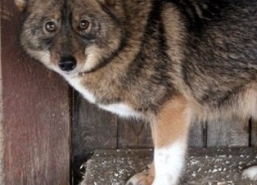 Скрещивание волков с собаками неоднократно предпринималось селекционерами разных стран. Целью этих работ было получит...