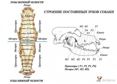 В полный набор взрослой собаки входят 42 зуба, из которых 20 расположены на верхней и 22 - на нижней челюсти. Передние некрупные, плоские однокорен...